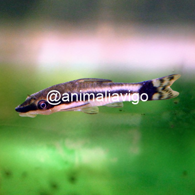 OTOCINCLUS