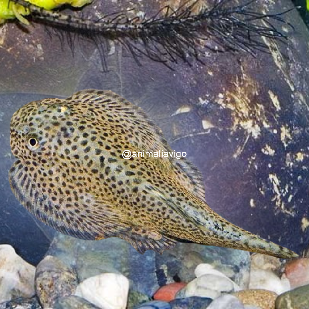 PLECO BORNEO