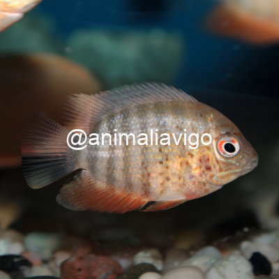 SEVERUM