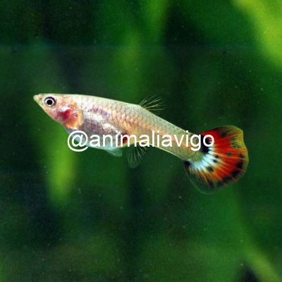 GUPPY HEMBRA