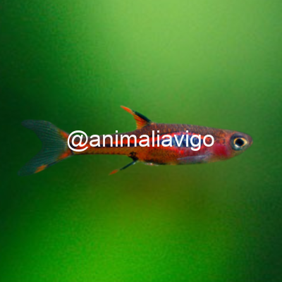 MICRORASBORA MOSQUITO