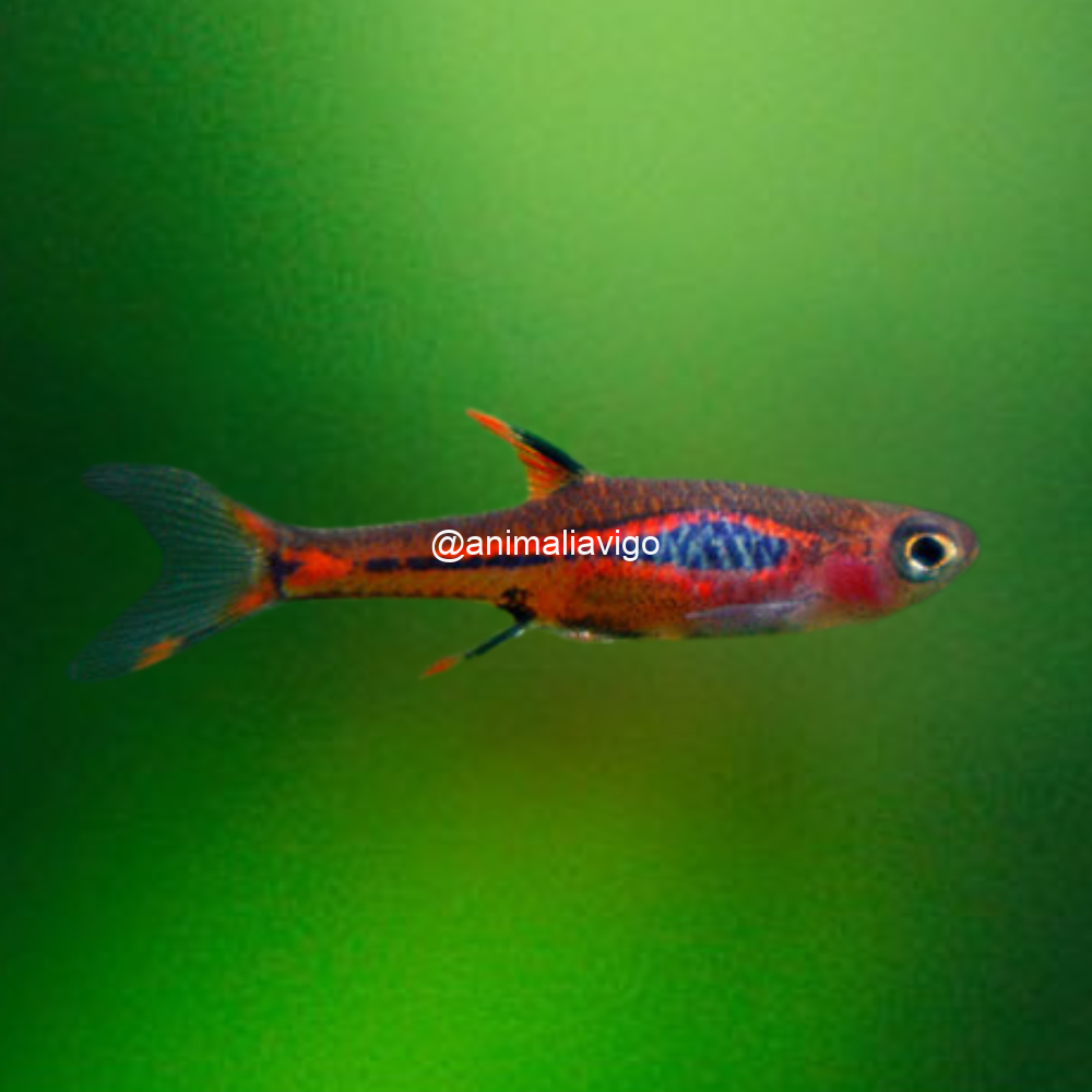 MICRORASBORA MOSQUITO