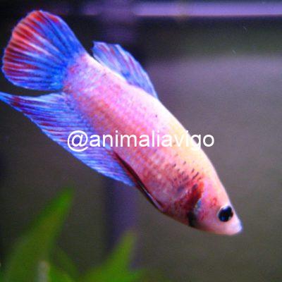 BETTA HEMBRA SURTIDA