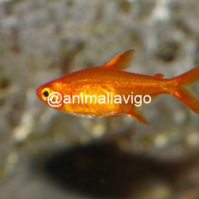 TETRA EMBER