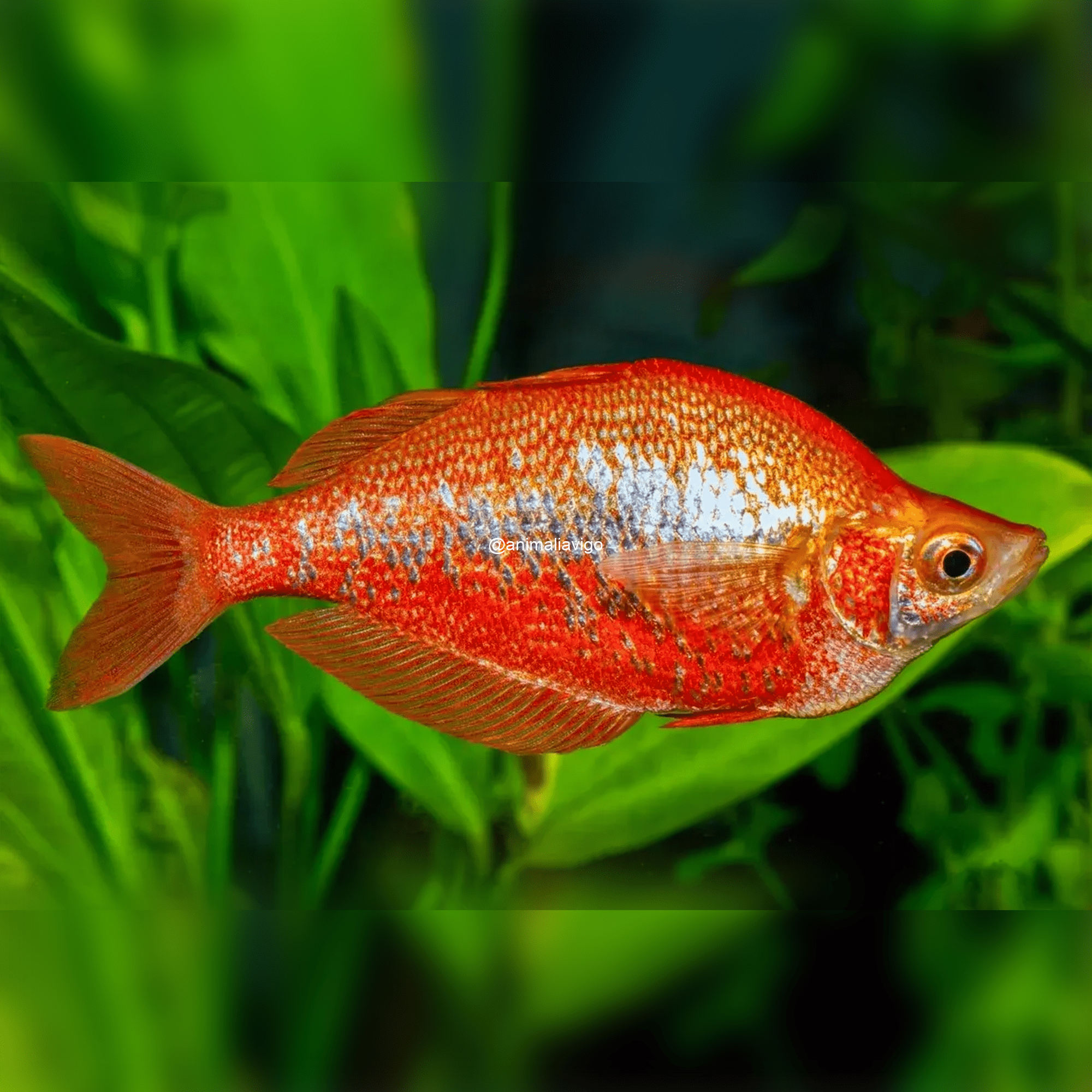 MELANOTAENIA GLOSOLEPIS