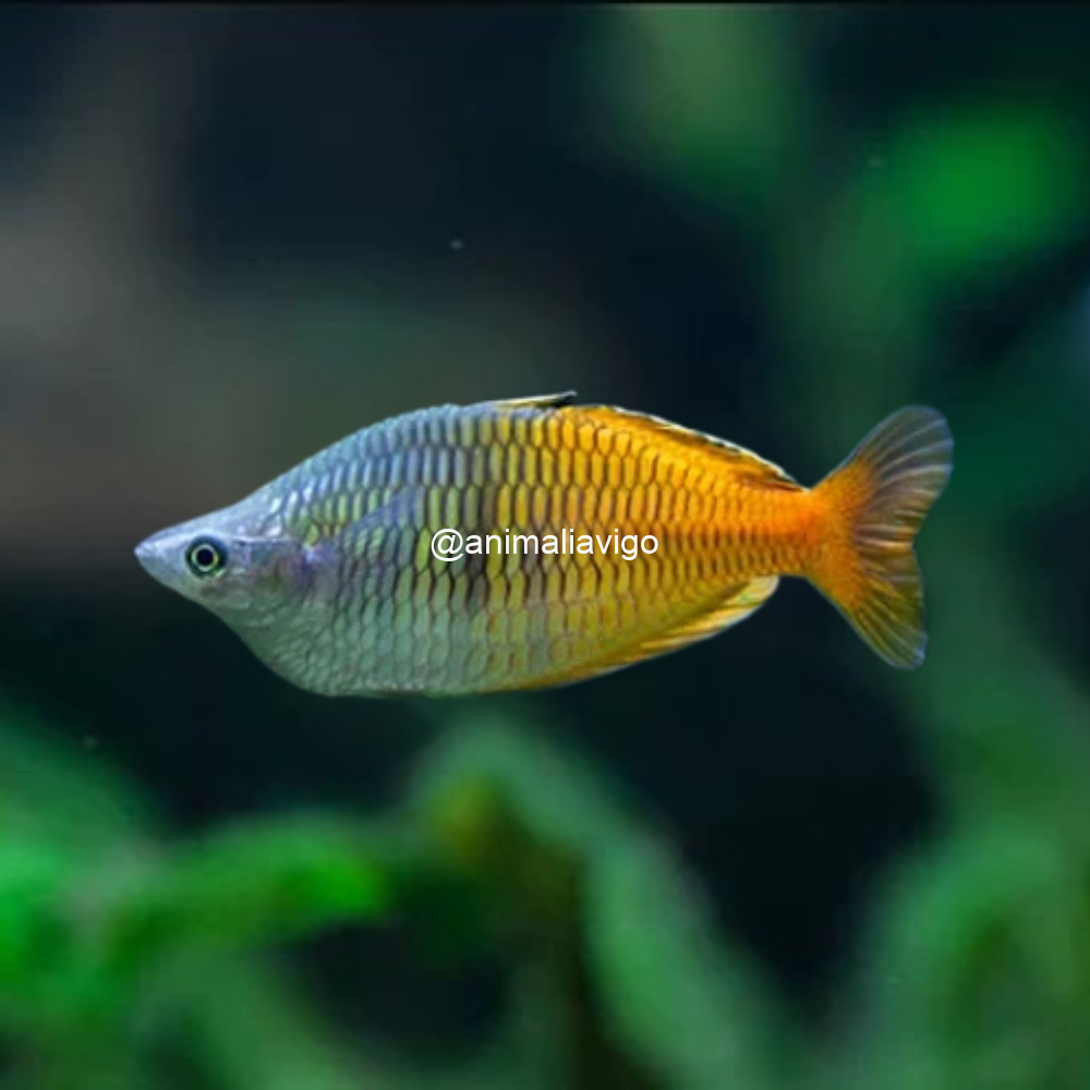 MELANOTAENIA BOESEMANIS