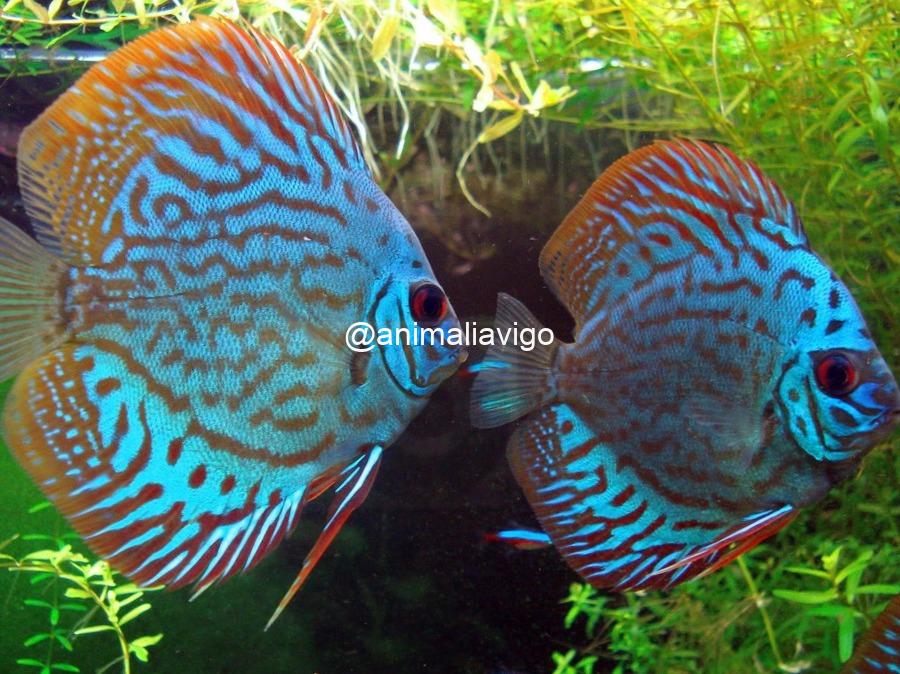 DISCO PEQUEÑO - Imagen 2