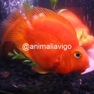 CICLIDO PAPAGAYO