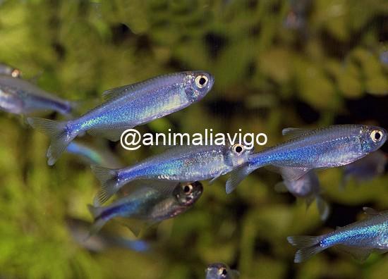 TETRA AZUL