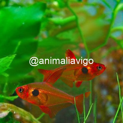 TETRA FANTASMA ROJO