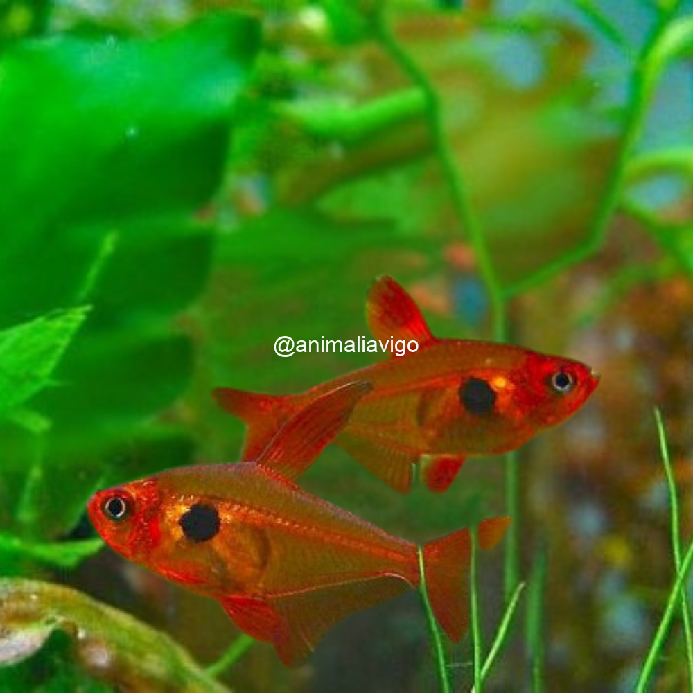 TETRA FANTASMA ROJO