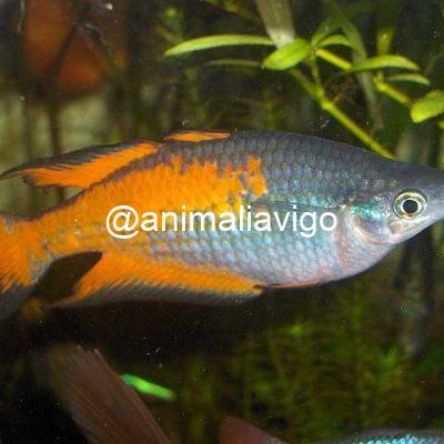 MELANOTAENIA PARKINSONI