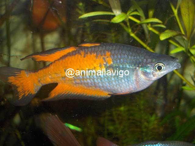 MELANOTAENIA PARKINSONI