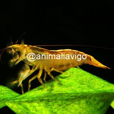 CAMARON MADERA