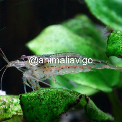 CARIDINA JAPONICA