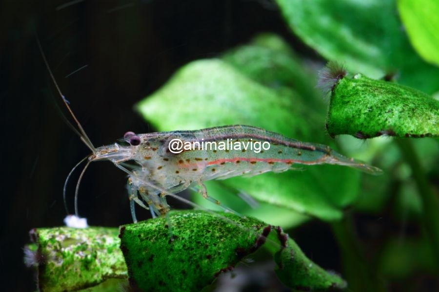 CARIDINA JAPONICA