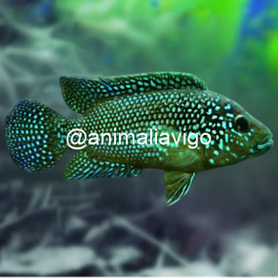 JACK DEMPSEY