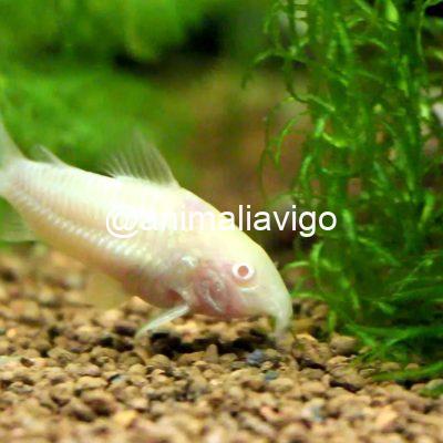 CORY ALBINA