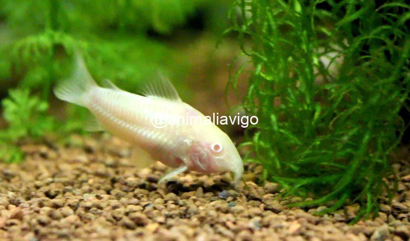 CORY ALBINA