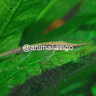 FARLOWELLA