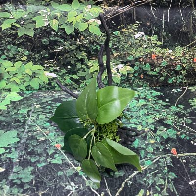 ICA PLANTA TRONCO OR151