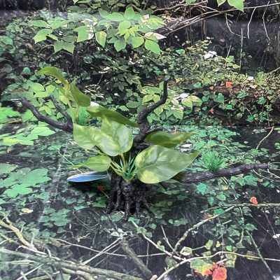 ICA PLANTA TRONCO OR153