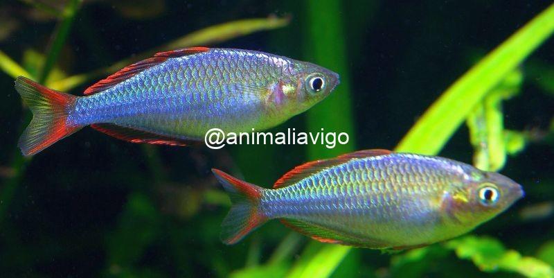 MELANOTAENIA PRAECOS