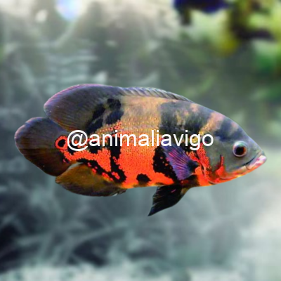 OSCAR TIGRE