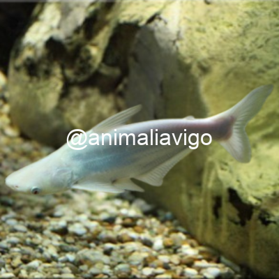 PANGASIUS ALBINO