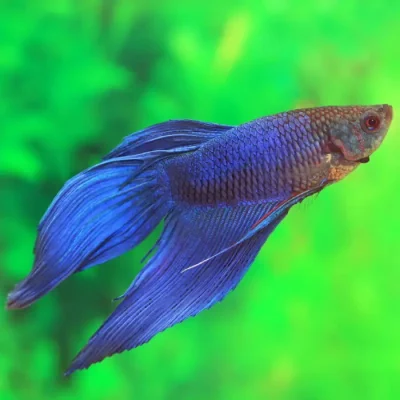 BETTA MACHO SURTIDO