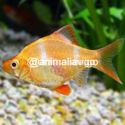 BARBO TIGRE ALBINO