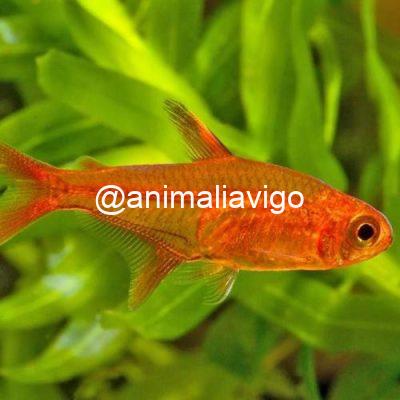 TETRA AMBAR