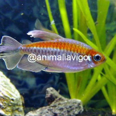 TETRA CONGO