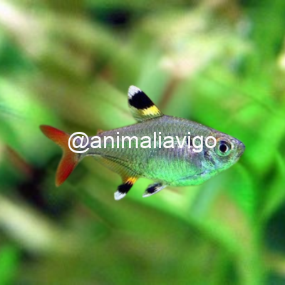 TETRA PRISTELAA