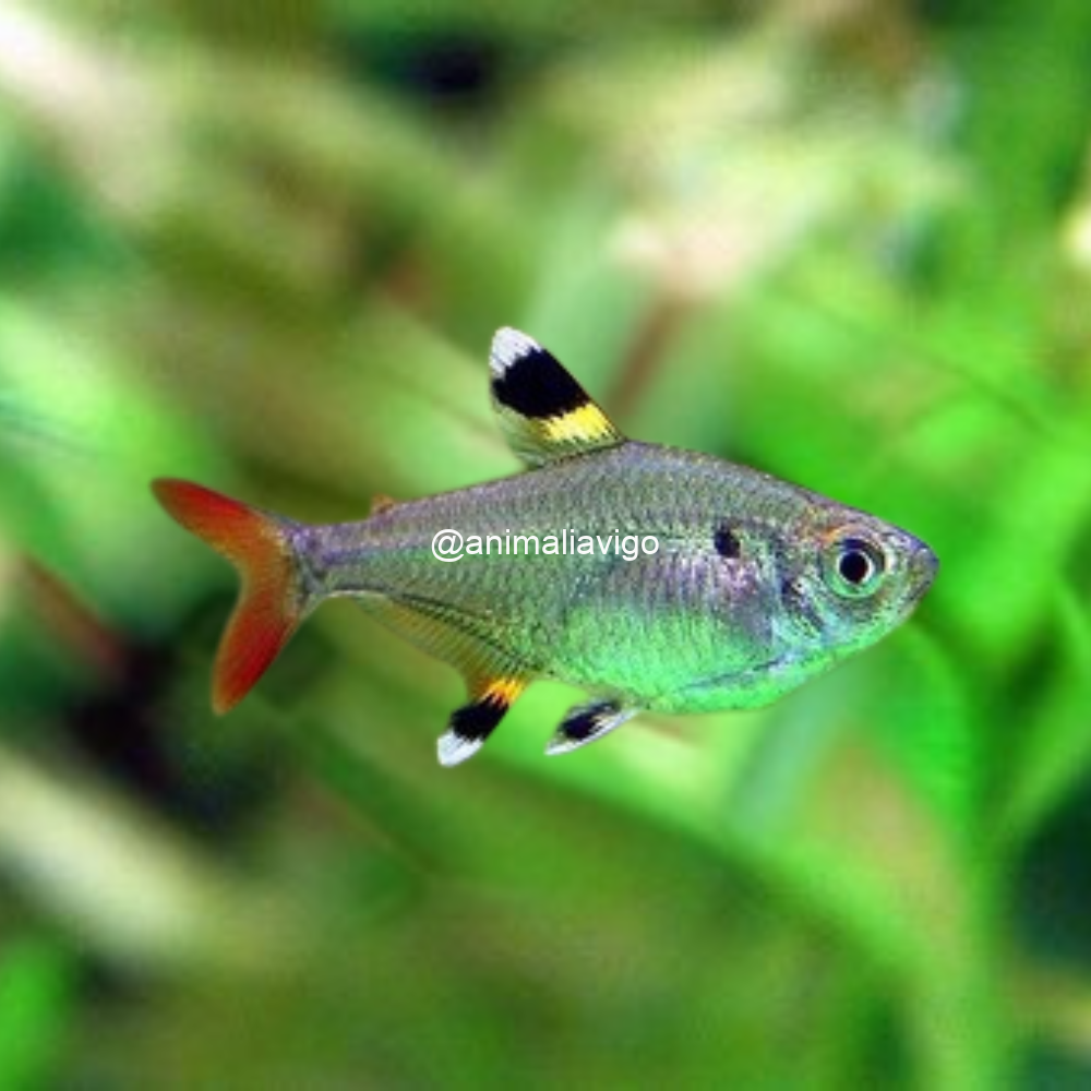 TETRA PRISTELAA