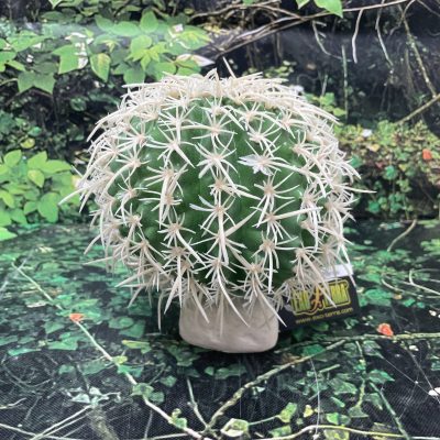 PLANTA DESIERTO CACTUS REPT