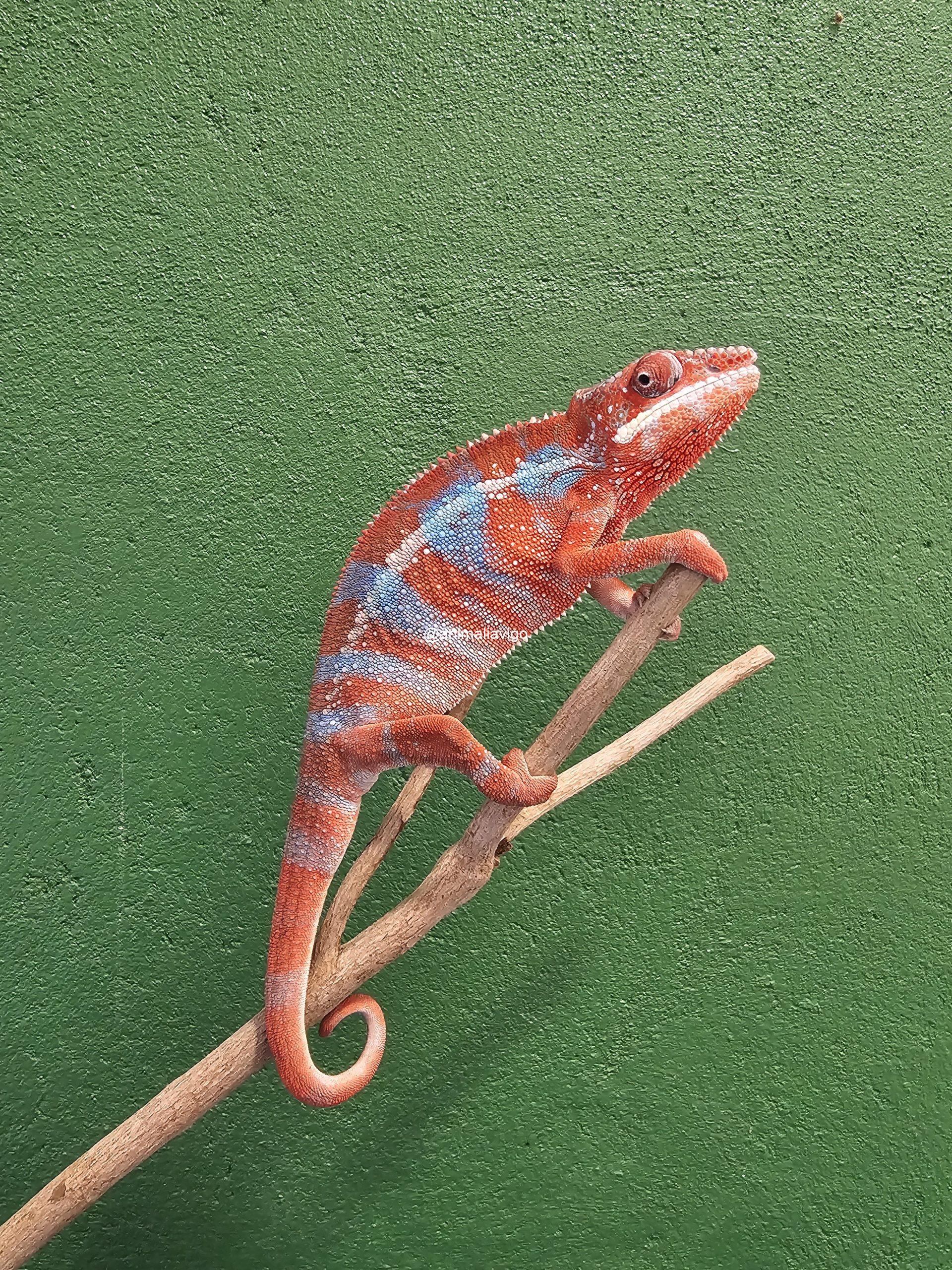 CAMALEON PANTERA ROJO PAREJA - Imagen 6