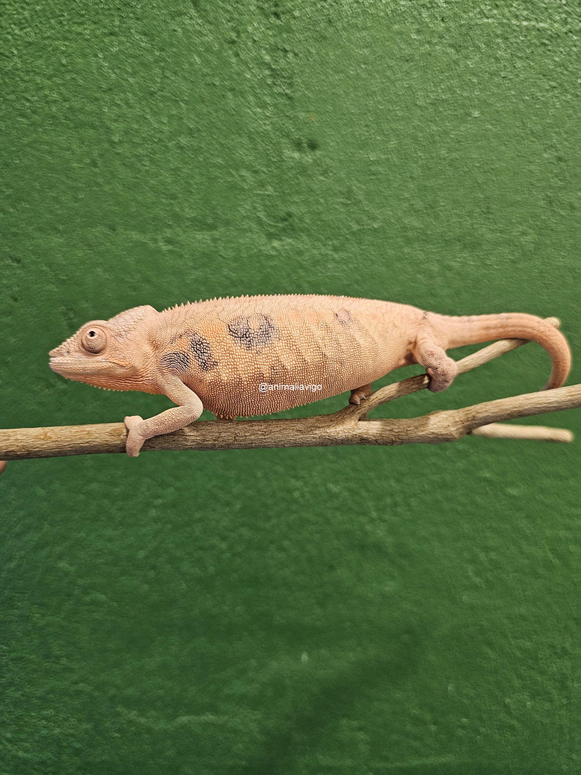 CAMALEON PANTERA ROJO PAREJA - Imagen 5