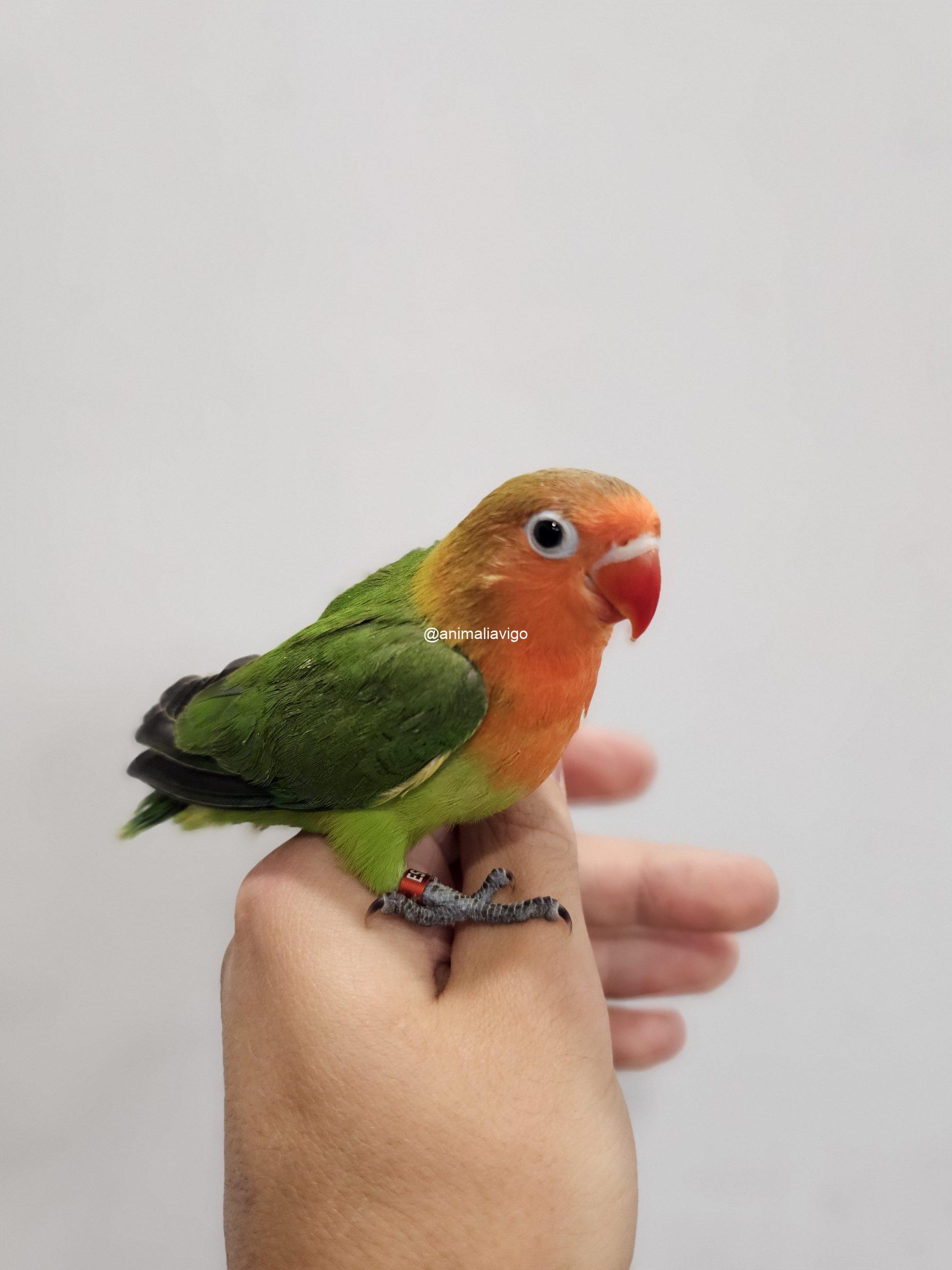 AGAPORNI FISCHERI VERDE PAPILLERO - Imagen 3