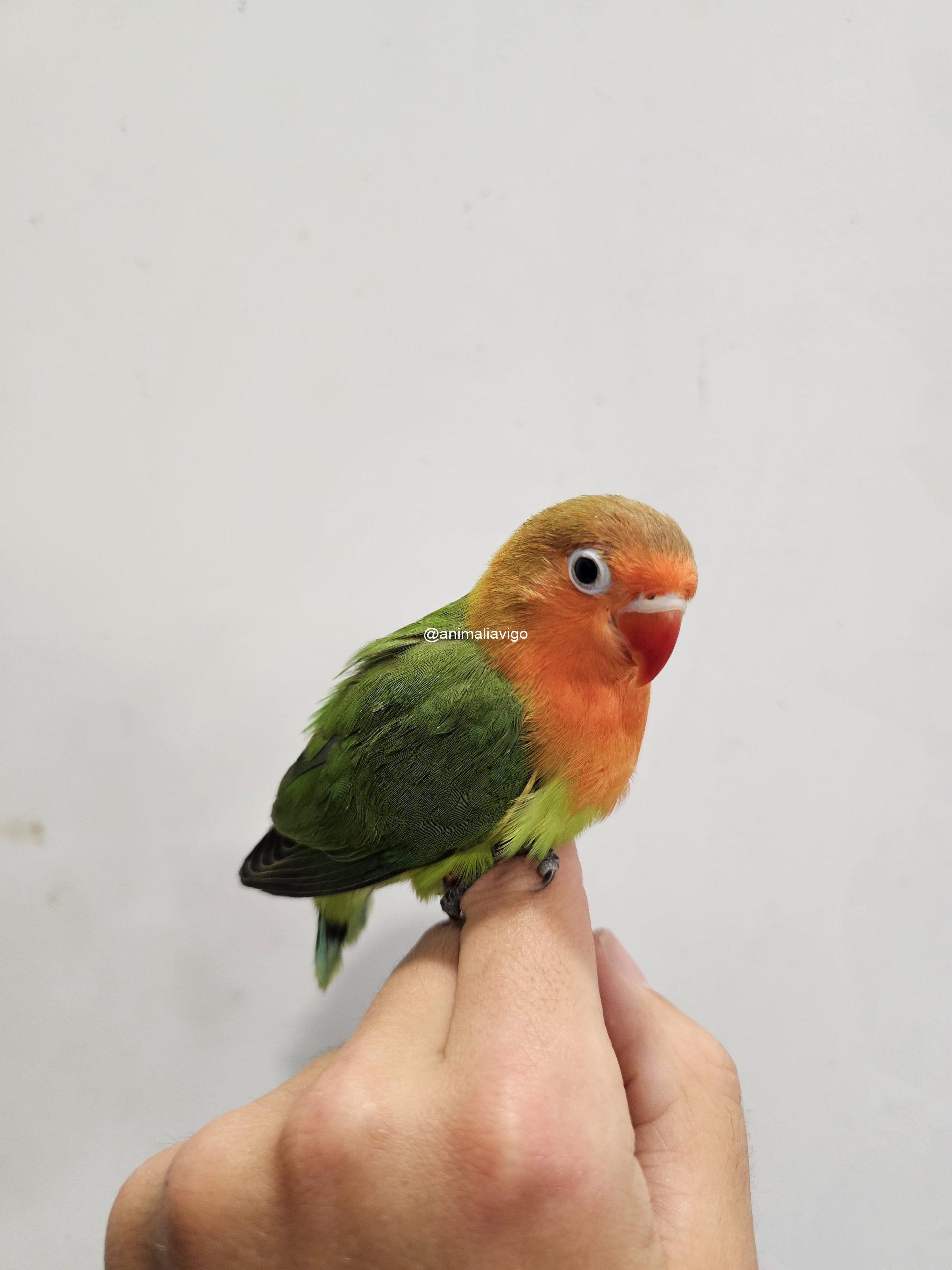 AGAPORNI FISCHERI VERDE PAPILLERO