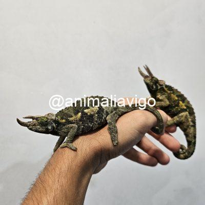 CAMALEON JACKSONII JACKSONII PAREJA