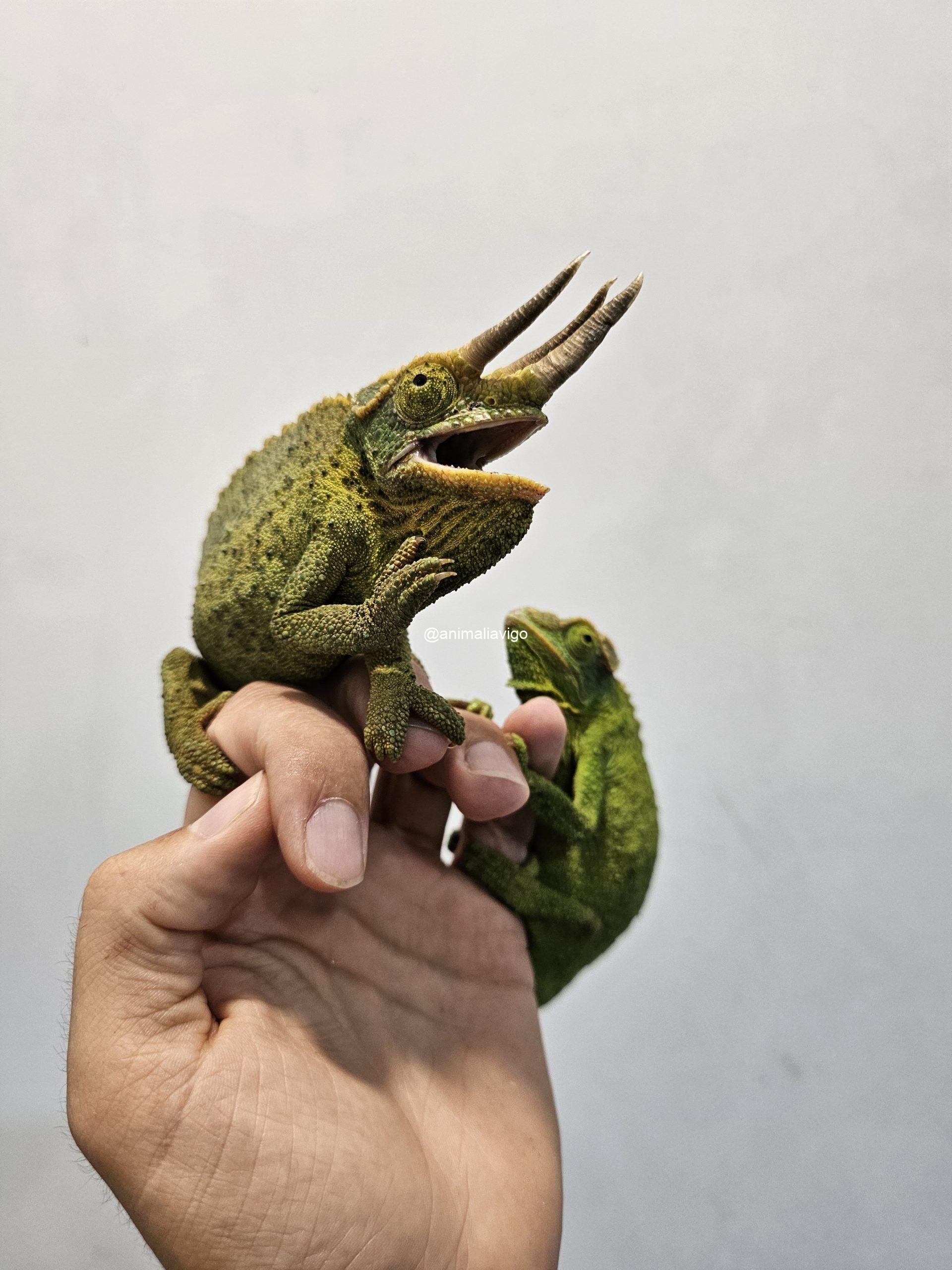 CAMALEON JACKSONII XANTOLOPHUS PAREJA - Imagen 3