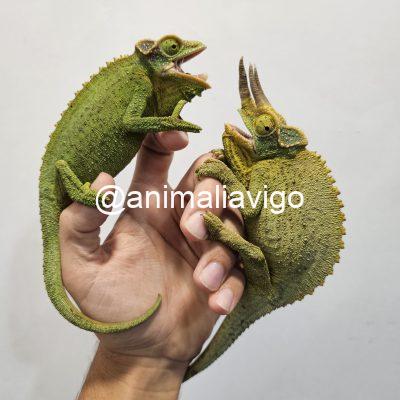 CAMALEON JACKSONII XANTOLOPHUS PAREJA