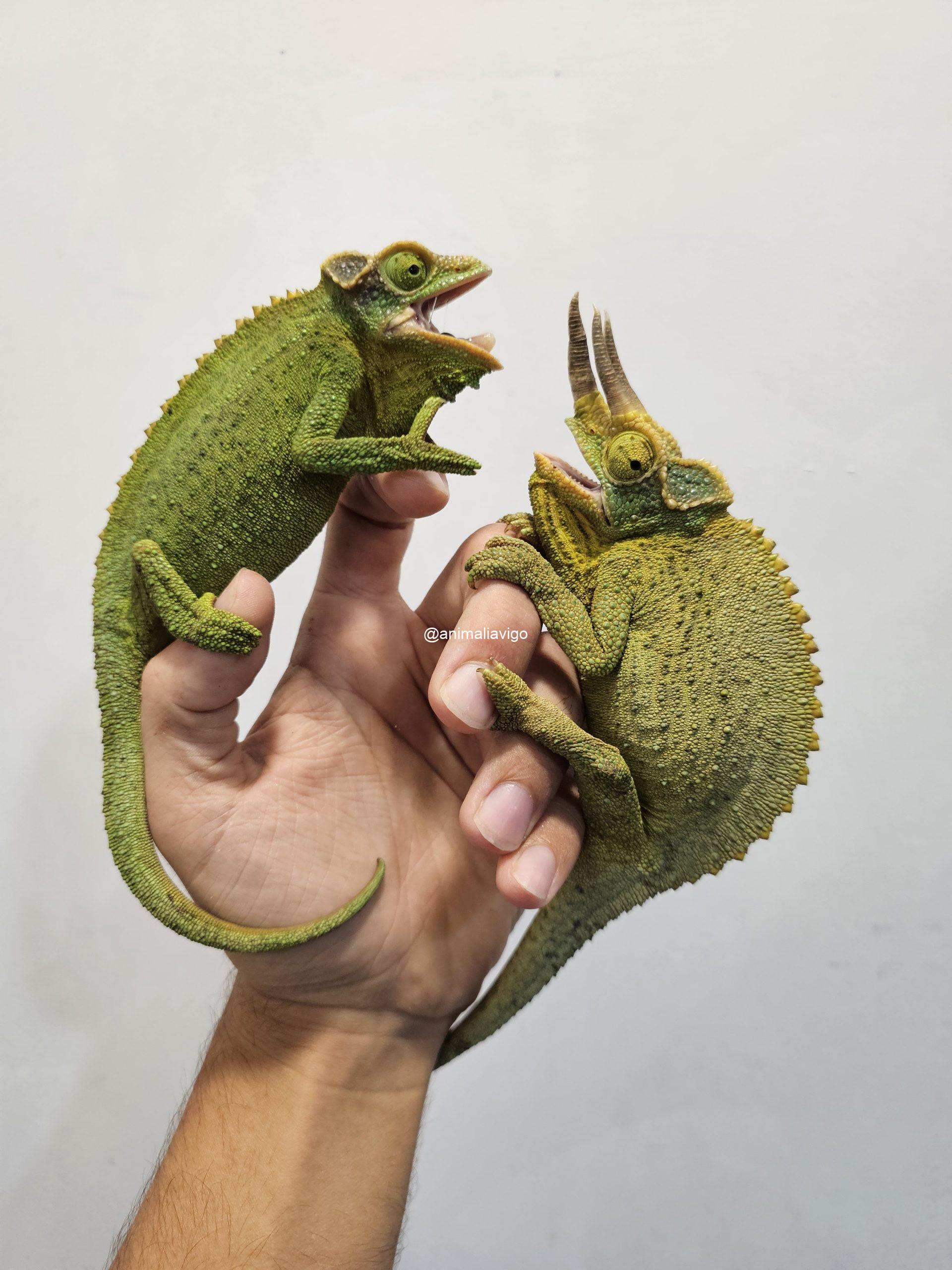 CAMALEON JACKSONII XANTOLOPHUS PAREJA