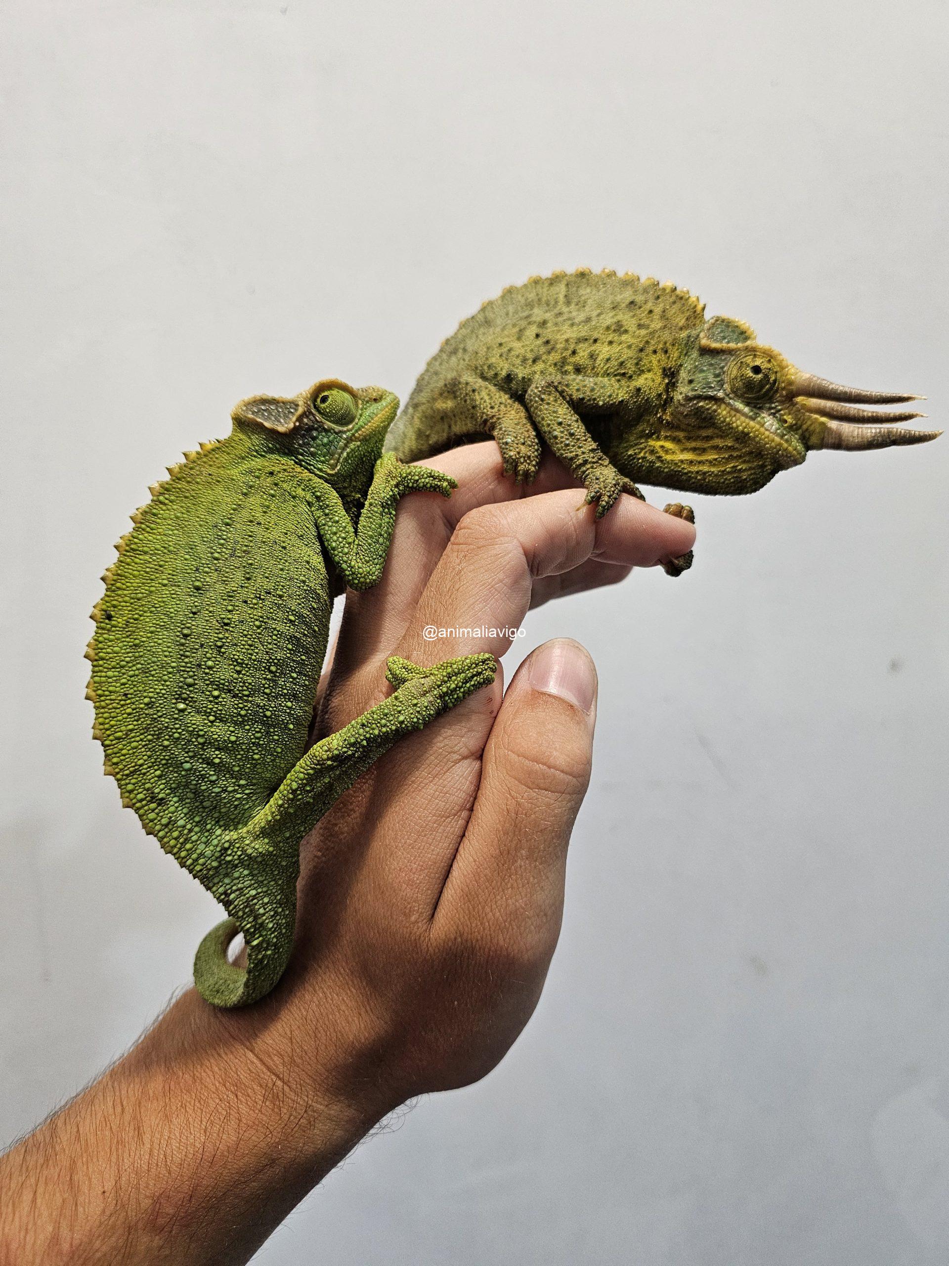 CAMALEON JACKSONII XANTOLOPHUS PAREJA - Imagen 2