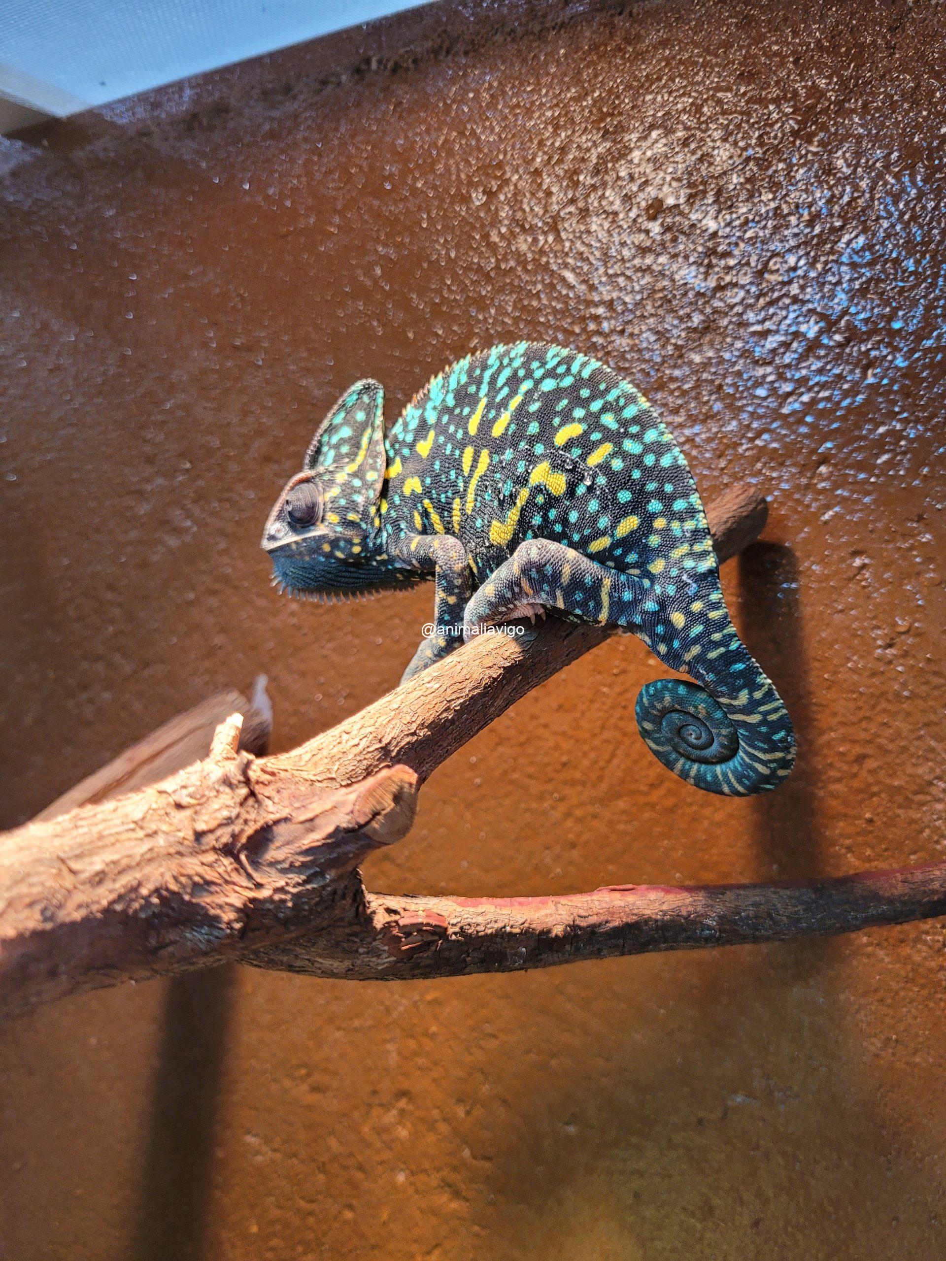 CAMALEON CALYPTRATUS ADULTO - Imagen 4