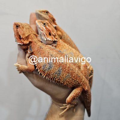 POGONA SURTIDA SEMIADULTA