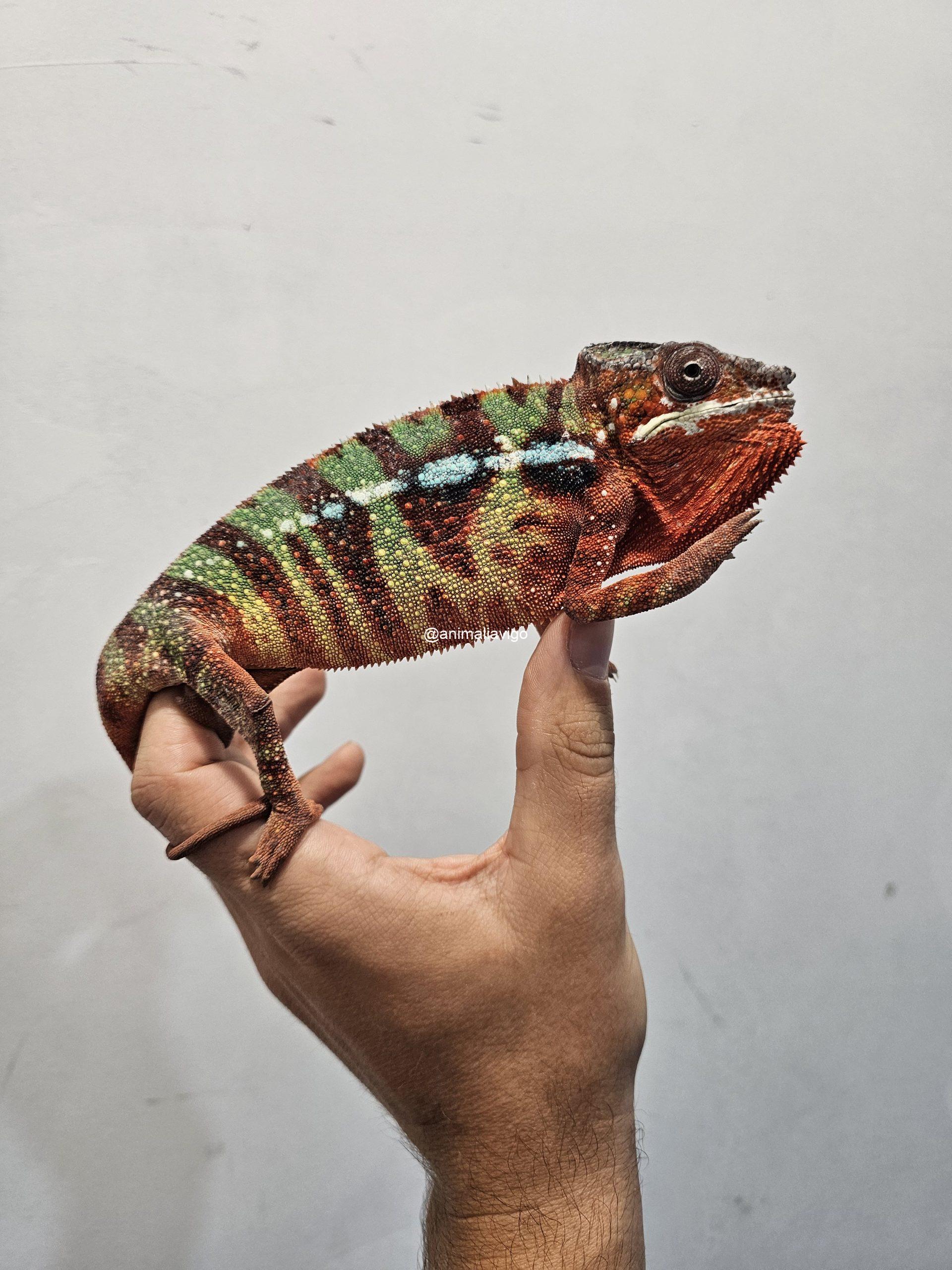 CAMALEON PANTERA ROJO MACHO - Imagen 2