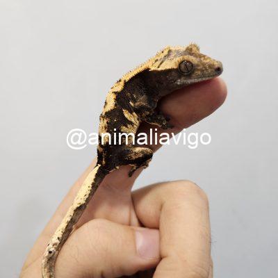 GECKO CILIATUS SURTIDO JUNIOR