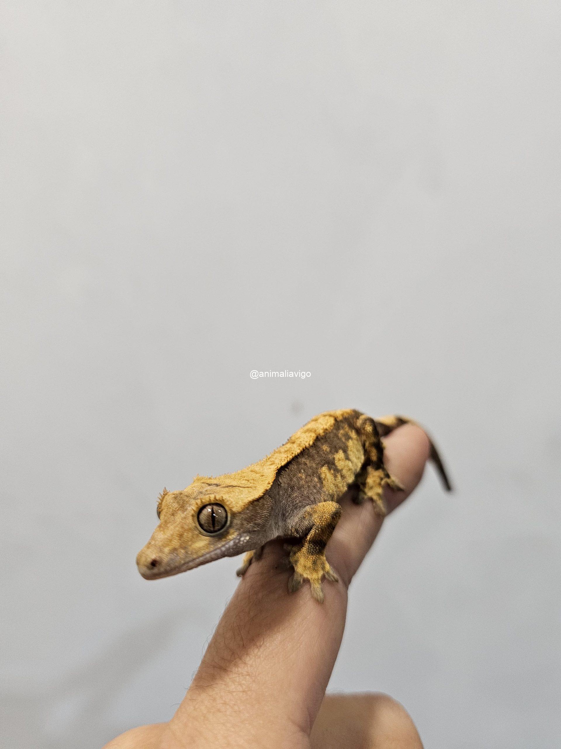 GECKO CILIATUS SURTIDO JUNIOR - Imagen 3